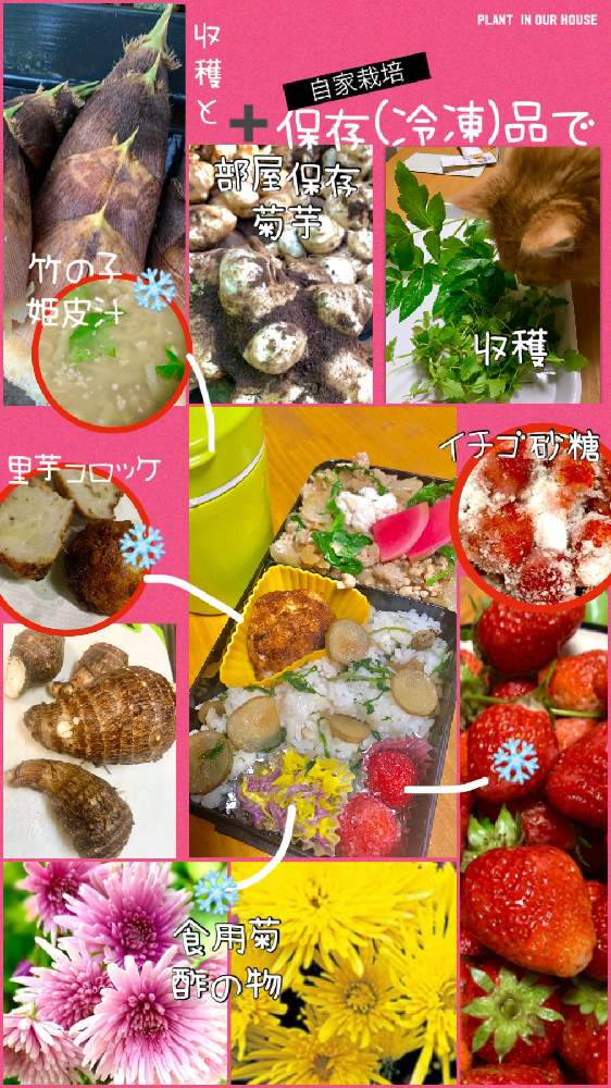 畑の画像 by kane flowerさん | 畑とイチゴとキクイモとセリとサトイモとタケノコとアシタバと食用菊と紅くるりと借畑と家庭菜園と貰った紅くるりとK.F cookingと私畑と中ぐらいの庭と埼玉県と自家製野菜と無農薬有機栽培と無農薬 無化学肥料栽培とK.F家庭菜園と2021 K.F 家庭菜園