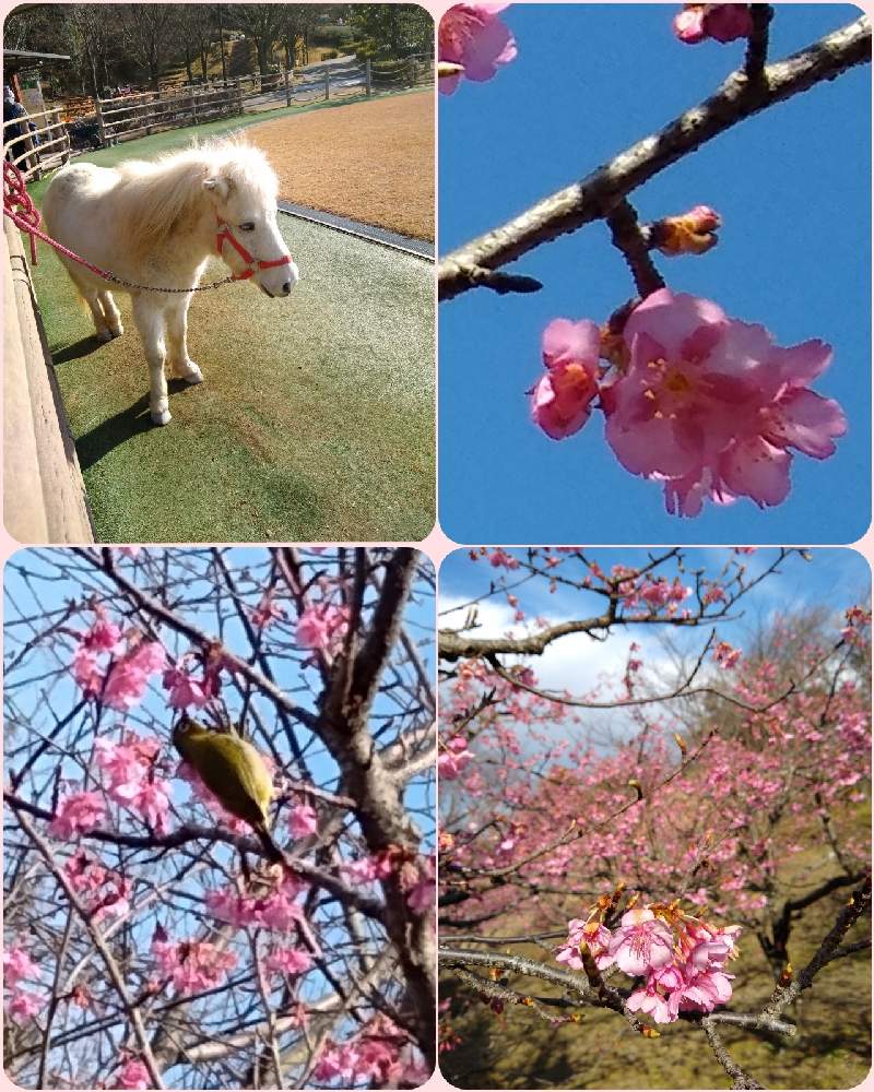 お出かけ先の画像 by 合歓の木さん | お出かけ先と河津桜(カワヅザクラ)と野鳥(メジロ)と白い野間馬と花のある暮らしと可愛い❤と野間馬ハイランドと❤️M.family❤️