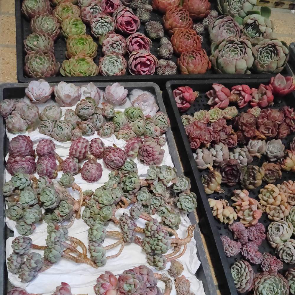 インテリアの画像 by ちょろりん841さん | インテリアと多肉植物と輸入苗と輸入株と中国苗とおうち園芸と三重県と多肉女子と植物輸入とメルカリと多肉植物販売と多肉販売と多肉植物 エケベリア