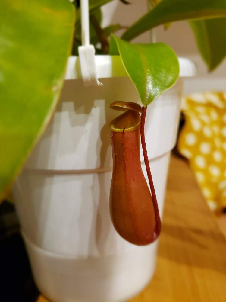 インテリアの画像 by SAMIさん | インテリアとネペンテス・アラタと食虫植物とネペンテス属と食虫植物・ウツボカズラ