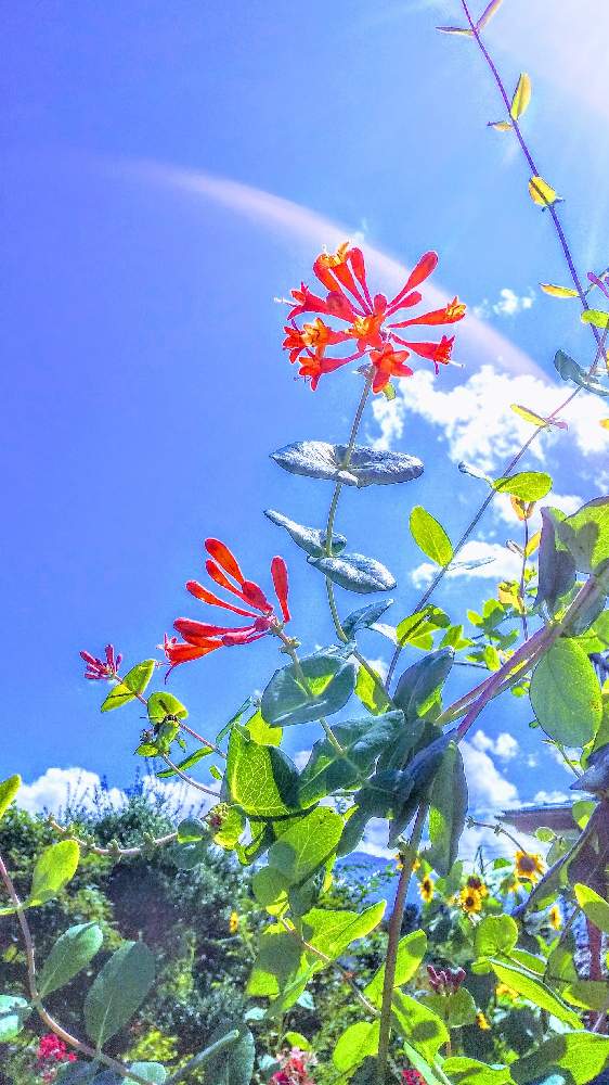 広い庭の画像 by TOTOROGAOさん | 広い庭とスイカズラとハニーサックルと#お花好き✨と1月17日のお花と野あざみと私に、出来る ささやかな 想いと絆☆紡ぐ!と自然と 共にと# スマホ写真と雲仲間と# 私の 好きな 花 ☆とGSのみなさんに感謝♡とおうち園芸と八ヶ岳への 道のり✨と# 山野草とがんばろう1.17と#花のある暮らしと素敵な 仲間とエールとガーデニングと#写真好きと#花友