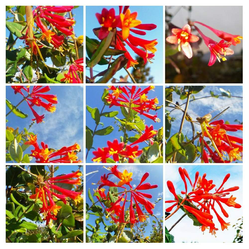 広い庭の画像 by TOTOROGAOさん | 広い庭とスイカズラとハニーサックルと紅花✨スイカズラと#お花好き✨と野あざみと私に、出来る ささやかな 想いと絆☆紡ぐ!と自然と 共にと# スマホ写真と雲仲間と# 私の 好きな 花 ☆とGSのみなさんに感謝♡とおうち園芸と八ヶ岳への 道のり✨と# 山野草とがんばろう1.17と#花のある暮らしと素敵な 仲間とエールとガーデニングと庭からの 花便りと#写真好きと#花友