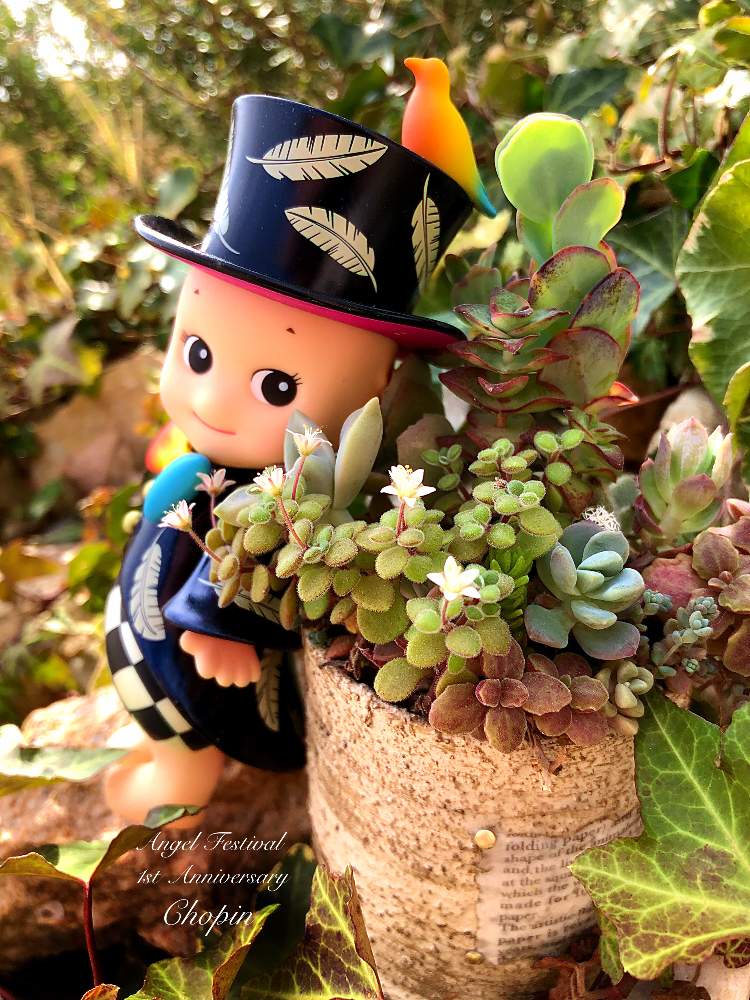 インテリアの画像 by Chopin(ショパン)さん | インテリアとセダム属と多肉植物とズッキュ〜ン!!!!とリメ缶といつもありがとう♡とロックガーデンとソニーエンジェルとエンジェルと多肉植物寄せ植えとミッドナイト投稿と寒いけどキュン♡とエンジェル祭りとキュンキュン♡とGSコラボと濃いめ投稿と被災地にエールを…。とかわいいな♡とⓒⓤⓣⓔ♡と多肉寄せ植えとneconiwa