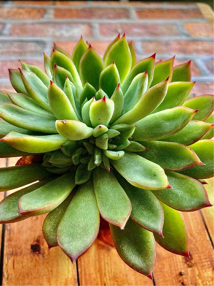 部屋の画像 by あめたさん | 部屋と植物大好きと見てくださりありがとうと女雛#メビナ#と多肉のある暮らしと頑張って育てますと子株いっぱいと多肉初心者