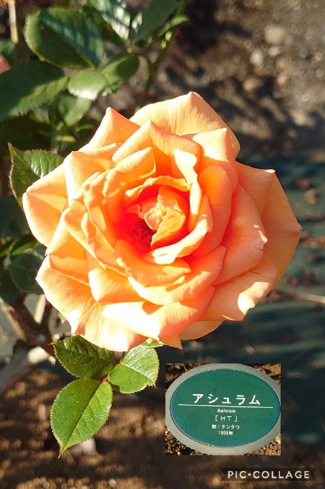 の画像 by トリトンさん | 薔薇と薔薇 アシュラムとキュンキュン乙女倶楽部と医療・介護の皆様に感謝と癒やされる♡とオレンジ色の花も好きと生田緑地ばら苑とビタミンカラーとキュンキュン乙女倶楽部No.183と月曜日にはバラをとかわいいとチーム・ブルーNo.009とGS散歩☆川崎