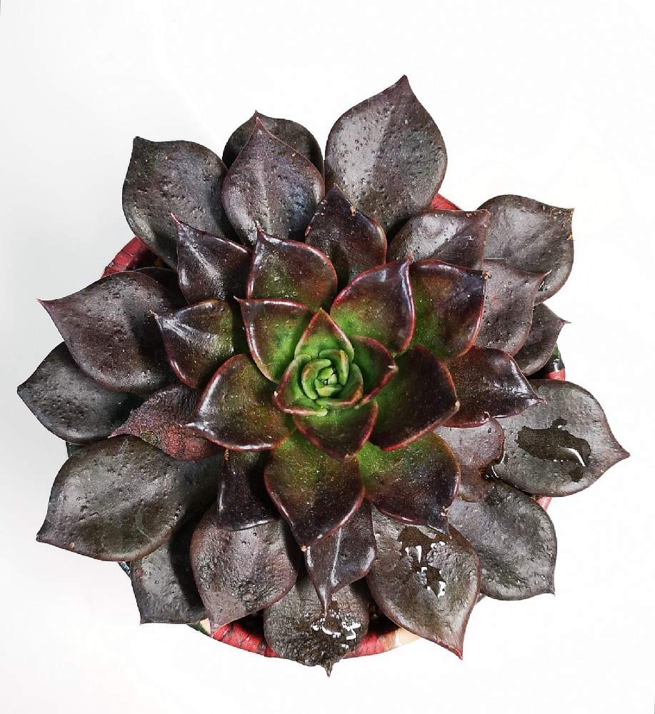 の画像 by eyeさん | アルフレットグラフとエケベリア アルフレッドグラフと⚠️閲覧注意⚠️とEcheveria 'Alfred Graf'とアフィニス×ブラックプリンスと☆eye☆あ行とアグリパーク 花ひろばとエケベリア属アルフレッドグラフとカイガラムシ駆除と交配種とDave's Gardenとアルフレッドグラフと閲覧注意と三重県とFrank Reineltとフランク ライネルトと☆eye☆交配種とEcheveria 'Alfred Graf'と☆eye☆580
