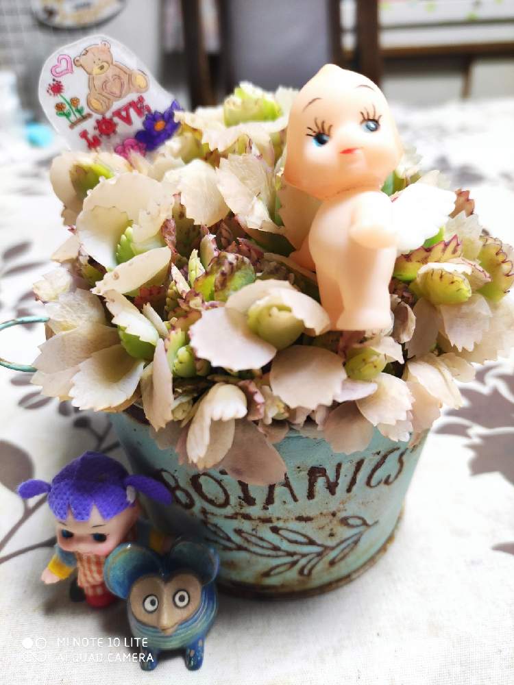 バルコニー/ベランダの画像 by チャティさん | バルコニー/ベランダと子宝草と子宝草☆と多肉大好きとキモカワ倶楽部と多肉植物のある暮らしとおうち園芸とコロナに負けるな!とぴーのピックღとエンジェル祭りと繋がりに感謝✨