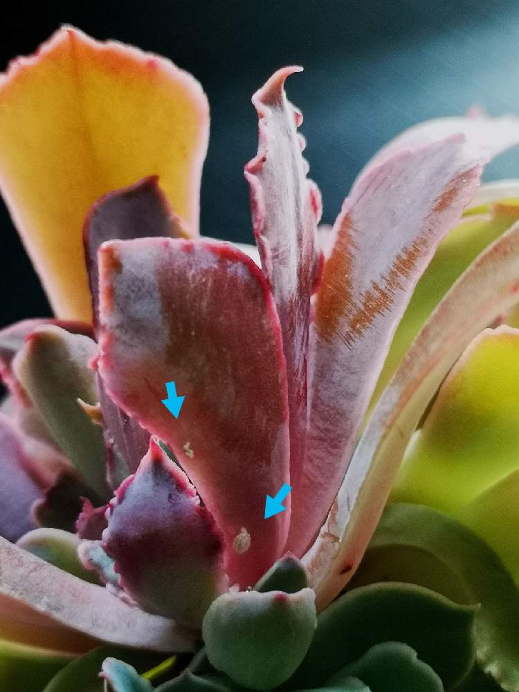 バルコニー/ベランダの画像 by eyeさん | バルコニー/ベランダと⚠️閲覧注意⚠️とEcheveria 'Neon Breakers' ppaとネオンブレーカーズと☆eye☆エケベリア属と☆eye☆な行とカイガラムシ駆除とネオンブレイカーズ♡とカンテ×シャビアナとeArthブロメリアギフと交配種とブロメリアギフ産とBROMELIA GIFUと閲覧注意とエケベリア属と海津市とEcheveria 'Neon Breakers' ppaとネオンブレーカーズ☆と☆eye☆交配種とブロメリアギフとAltman PlantsとRenee O'ConnellとPPA(Perennial Plant Association)とレニー・オコンネル