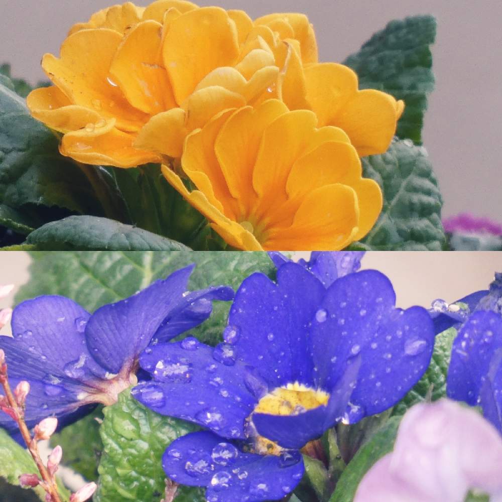 バルコニー/ベランダの画像 by Hirochan* flowersさん | バルコニー/ベランダと プリムラといつもありがとう♡と寄せ植えとかわぃぃ。とお花好きの人と繋がりたい