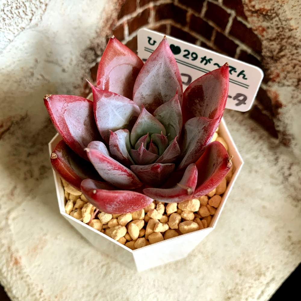 窓辺の画像 by リトmegさん | 窓辺と多肉植物と多肉大好きとお気に入り♡と多肉のある暮らしと多肉植物のある暮らしとno green no lifeとおうち園芸と今日の一枚と紅葉(こうよう)とエケベリア属とタニラーと成長記録とひんさん苗とgreenと北海道と室内管理とsucculent