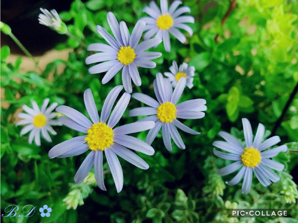 部屋の画像 by ✿・゚ブル~デイジ~✿さん | 部屋とブルーデイジーとアズールブルーとブルーのお花好きとおうち園芸といいね♡いつもありがとうございます♡と今日のお花