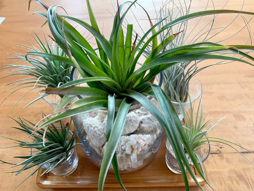 窓辺の画像 by GREENROSEさん | 窓辺と観葉植物とGS映えと植物とGS日和とおうち園芸と植中毒とチランジア属と チランジアとリビングとかわいいな♡とGREEN UP!とエアプランツとインテリアグリーン