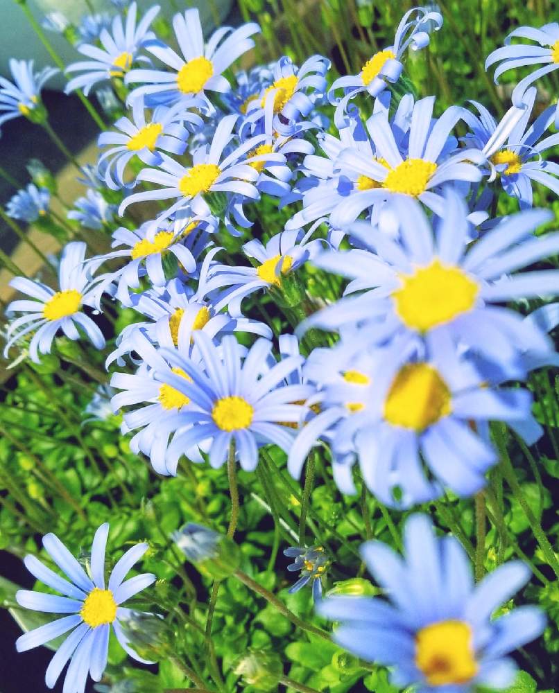 の画像 by まみさん | ブルーデイジーとスマホ撮影とやさしい色...と可憐と青い花と今日のお花とやさしい風景とやさしい気持ちとやさしい❤とブルーの花
