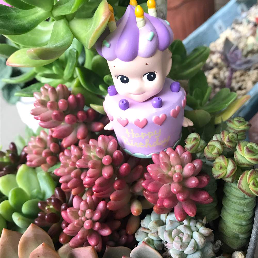 バルコニー/ベランダの画像 by づんべさん | バルコニー/ベランダとオーロラと多肉植物と皆げんきになりますようにと天まで届け☆とエンジェル祭りと素敵な出会いに感謝