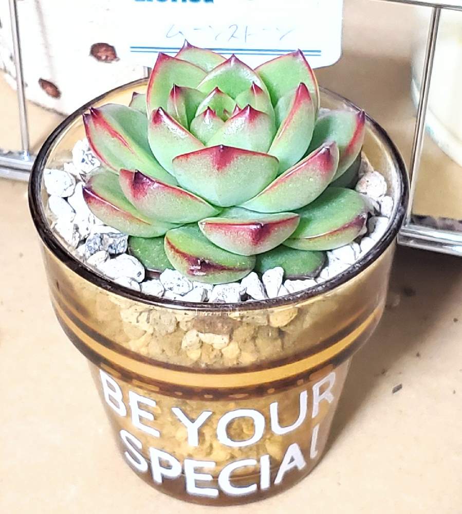 の画像 by mimi29K∧N∧さん | 多肉植物とリメ缶と多肉小屋とリメイクと多肉植物が好きな人と繋がりたいと多肉植物寄せ植えとタニ友募集とリメ鉢とセダム寄植えと サボテンとエケベリア属とエケベリア寄せとガチャガチャ鉢とさぼてんとキャンディポットと多肉 ハウスとリメイク缶と多肉鉢植え苗ケース希望とリメイク鉢とガチャガチャ