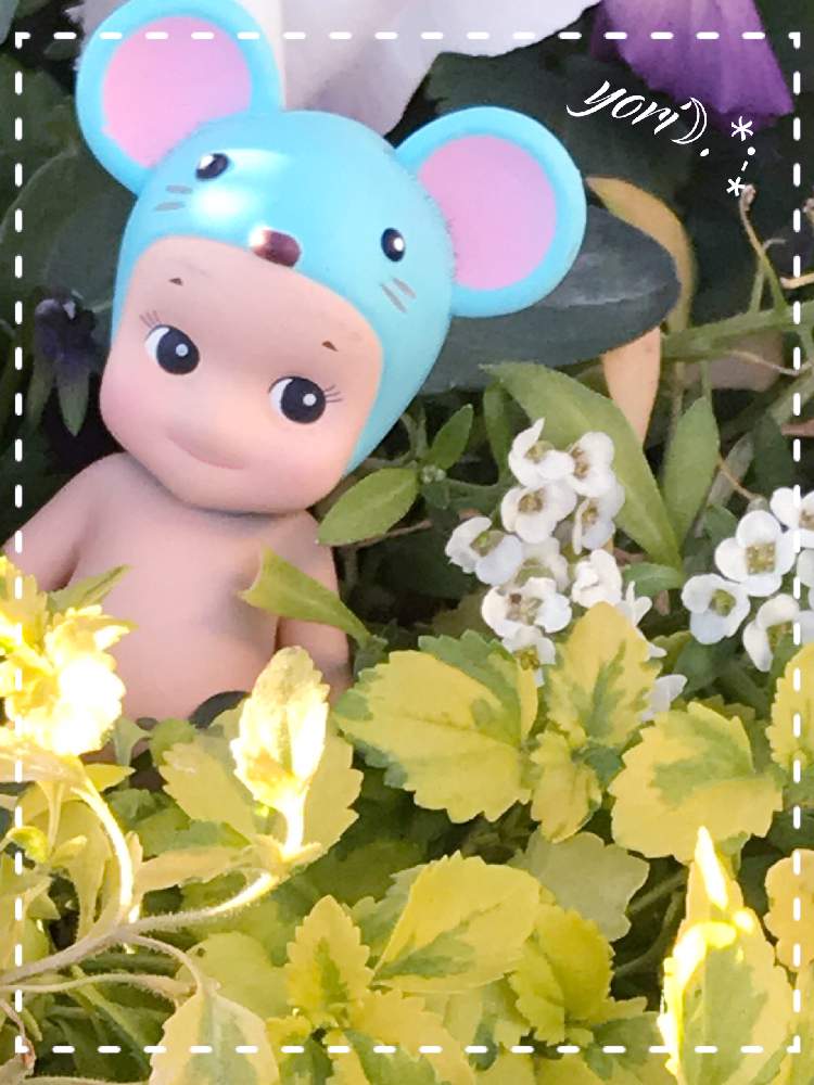 小さな庭の画像 by yori☽︎︎.*·̩͙さん | 小さな庭とアリッサムとバコパと今日もお疲れ様でした♡と体調に気をつけて!とありがとうです♥️とエンジェル祭りとショパンさんおめでとう♡とチーム福岡と今週もよろしくです♡と今日に感謝♡