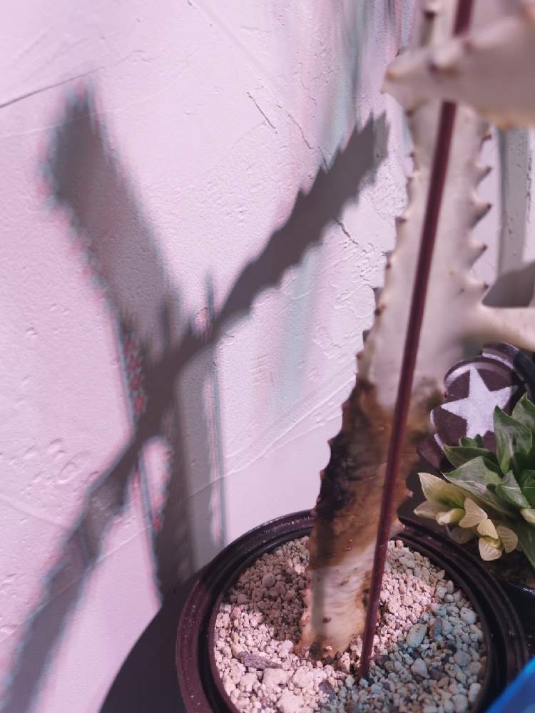部屋の画像 by ひろさん | 部屋とホワイトゴーストと多肉植物とGSでお買い物と教えて下さい!とサボテン科とアガベ AGAVEと観葉植物と植物のある暮らしとユッカ属とビザール苗と誰かおしえて!とGS映えとみなさんおしえてと多肉のある暮らしとAgaveのアガベとGS日和とおうち園芸とお部屋と多肉植物とコロナおしりペンペン( ・᷄ὢ・᷅ )と相談と熱帯植物と多肉鉢植え苗ケース希望とアガベ属
