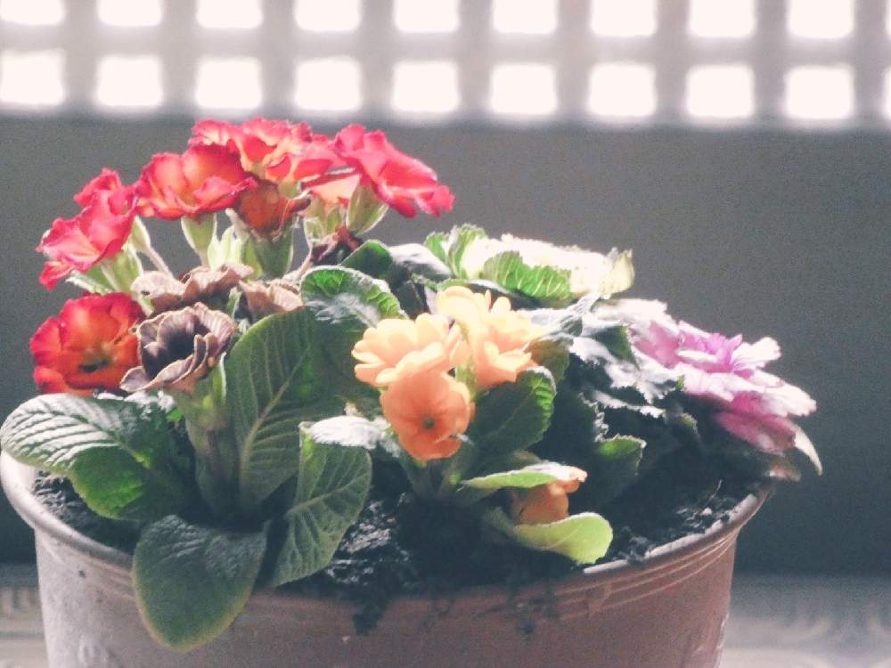 玄関の画像 by Hirochan* flowersさん | 玄関と寒さに負けないと医療・介護の皆様に感謝とGSの皆さまに感謝♡と プリムラといつもありがとう♡と寄せ植えとお外は寒いよ❄️とコロナに負けるな!とお花好きの人と繋がりたいと植木鉢
