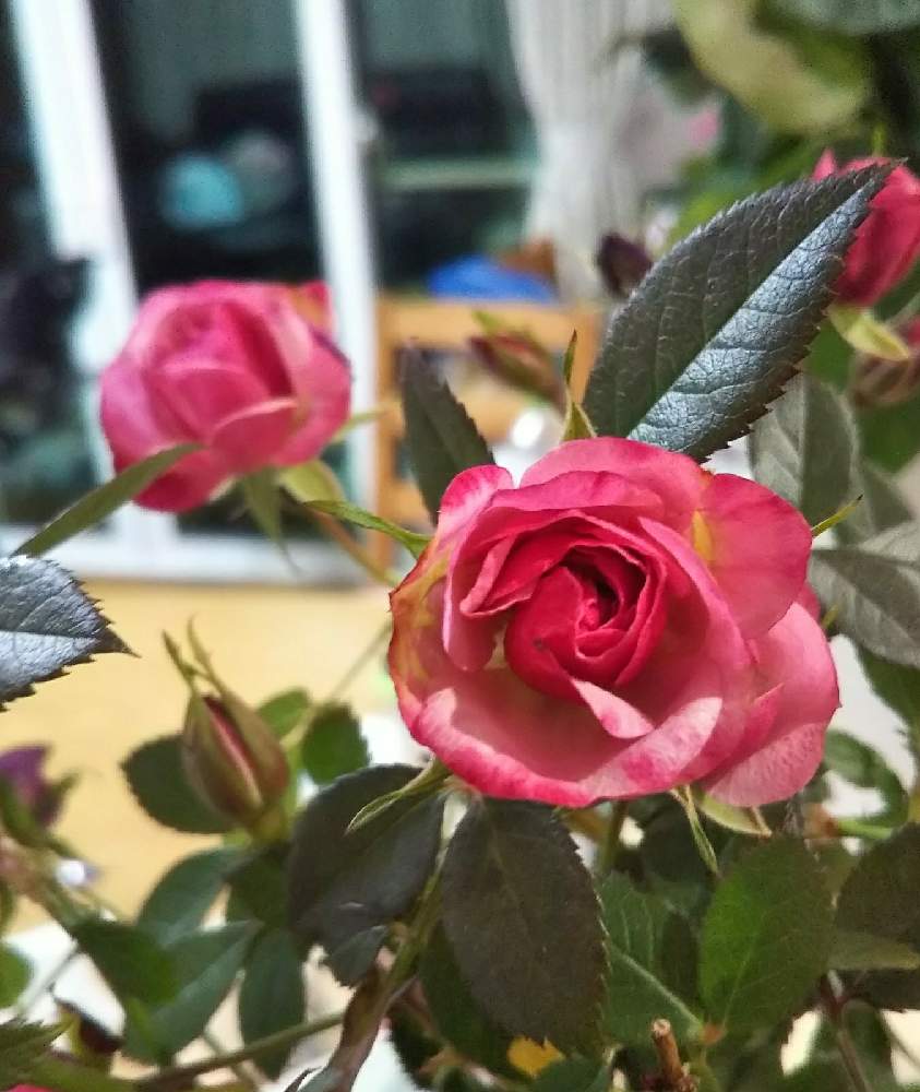 部屋の画像 by Chieko☆さん | 部屋と殆ど病気薔薇吉と大好きと素敵な色と可愛いと綺麗な色♡と花のある暮らしとスタンダード仕立て