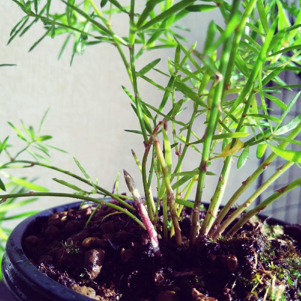 部屋の画像 by まりみさん | 部屋とアスパラガススプレンゲリーと植中毒とお部屋ジャングル化計画とおうち園芸とダイソー産