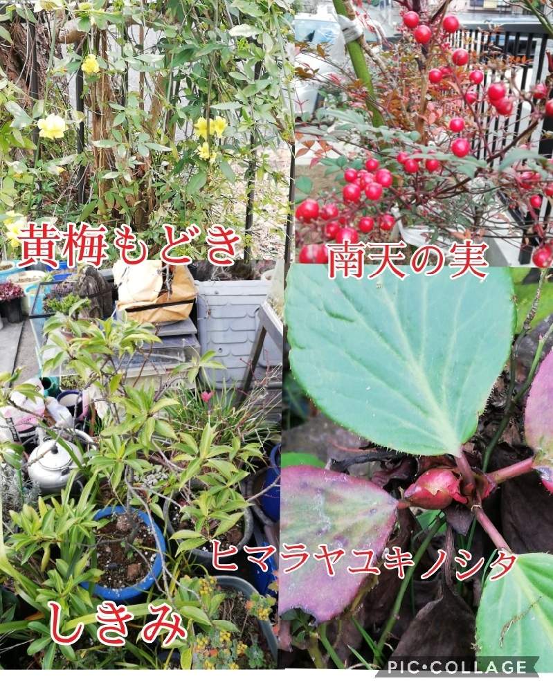 小さな庭の画像 by あまのじゃくさん | 小さな庭と南天の赤い実とヒマラヤユキノシタの蕾から開花までとしきみの 鉢植えと黄梅もどきの花