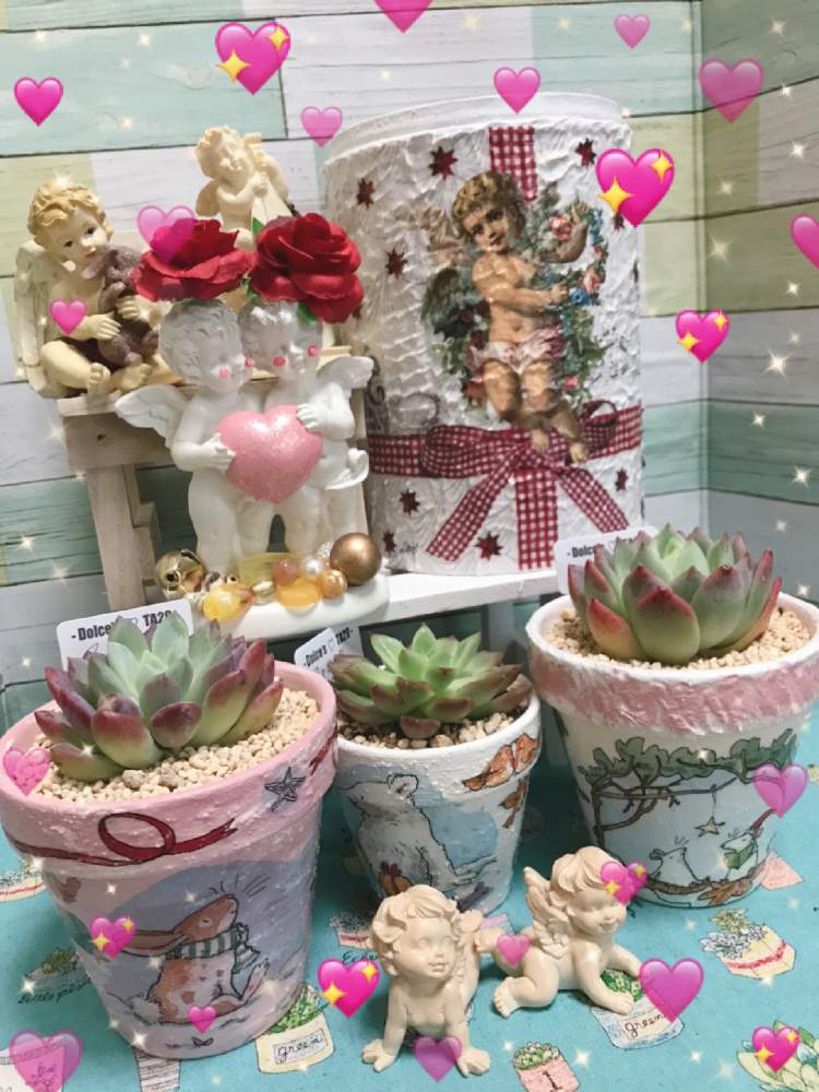 の画像 by hiichanさん | 自作リメ鉢とChopinさんのエンジェル祭り❤とバラと夢CLUBとリメ鉢とDolce's succulentとエンジェル祭りと韓国苗と北海道とたにおたくらぶとGS植物うちなーぐち会