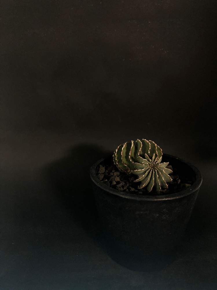 窓辺の画像 by hittyyさん | 窓辺と植物のある暮らしとゲオヒントニア・メキシカーナとゲオヒントニアと緑のある暮らしと棘好きと サボテンとさぼてんと緑大好き❤
