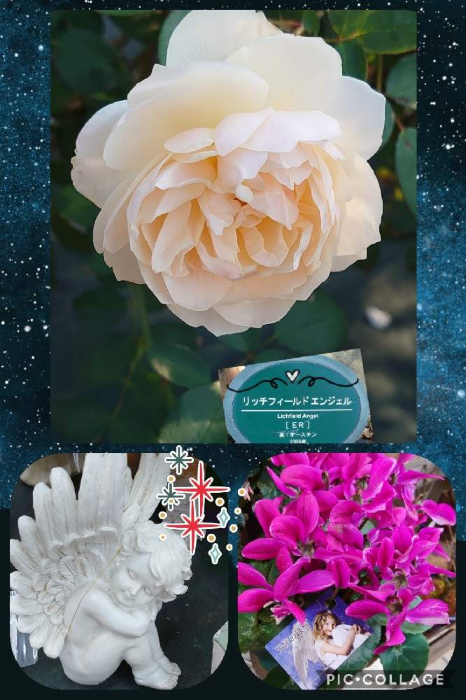 の画像 by トリトンさん | 薔薇とシクラメン 天使のはねと薔薇 リッチフィールドエンジェルとキュンキュン乙女倶楽部とシクラメン・ミニシクラメン愛好家友の会とピンク❤︎ピンクと癒やされる♡と生田緑地ばら苑と幸せの黄色いお花とエンジェル祭りとキュンキュン乙女倶楽部No.183と黄色いお花大好き協会と月曜日にはバラをとかわいいとチーム・ブルーNo.009とGS散歩☆川崎