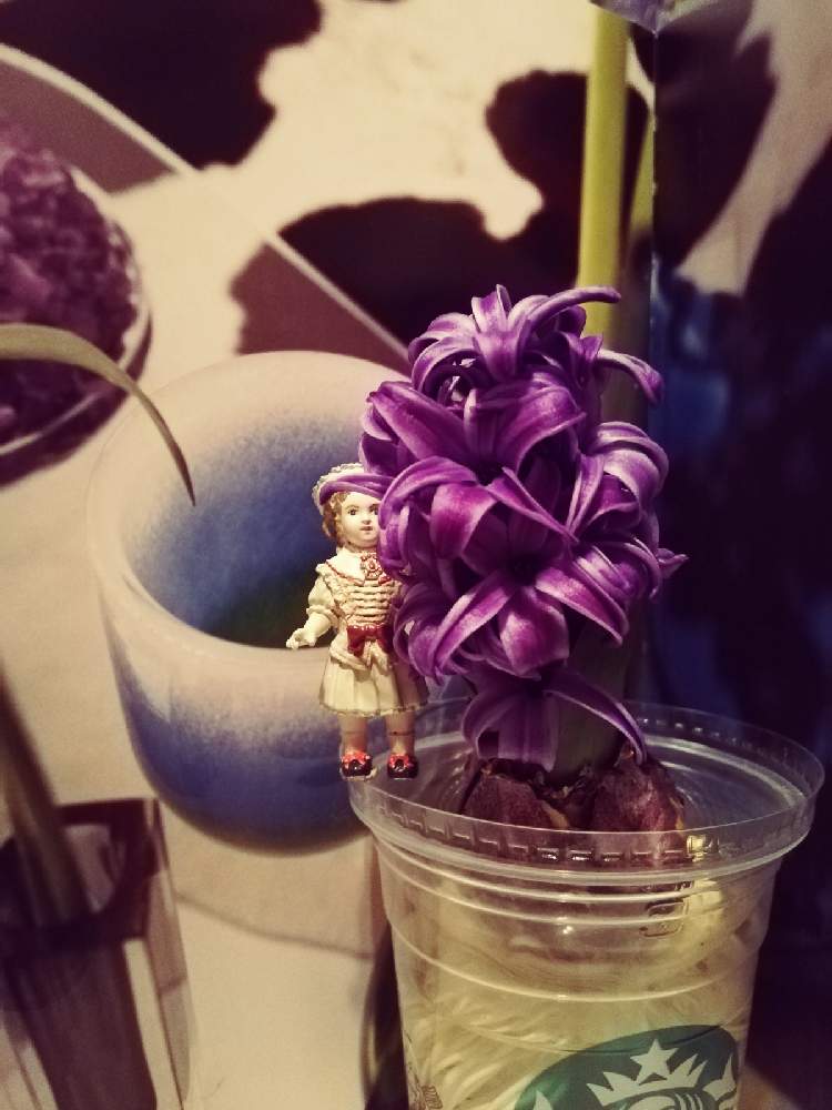 部屋の画像 by charlieさん | 部屋とヒヤシンスと花ブローチ倶楽部ときれいなお花とおうち園芸と不思議の国のアドベンチャーと不思議の国の植物