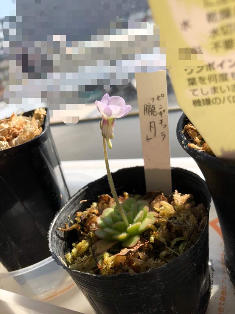 お出かけ先の画像 by レポートを書き込んでいますさん | お出かけ先とムシトリスミレ 朧月と多肉植物と観葉植物と食虫植物とピンクの花と食虫植物 ムシトリスミレとメキシカンピンギと食虫植物 ピンギキュラと美しいと食虫植物大会と珍奇植物と紫の花と丈夫!
