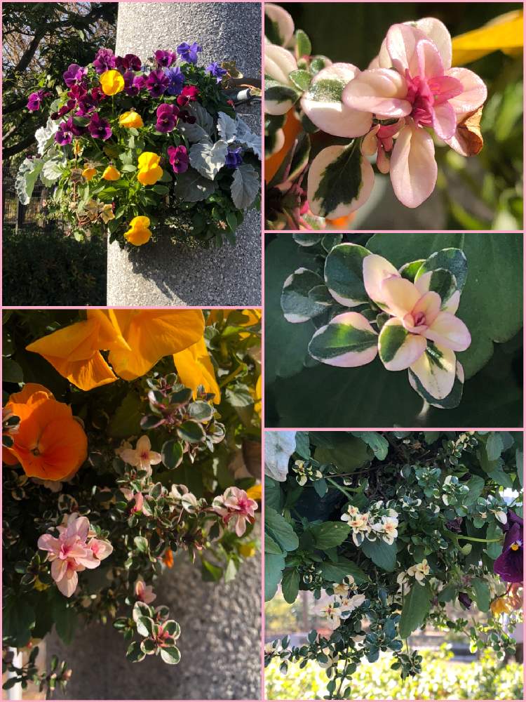 お出かけ先の画像 by Mマリリン凪翔Mさん | お出かけ先とフォックスリータイムとピカピカと木場公園と元気!と素敵な色合いといい感じ!とかわいいな♡