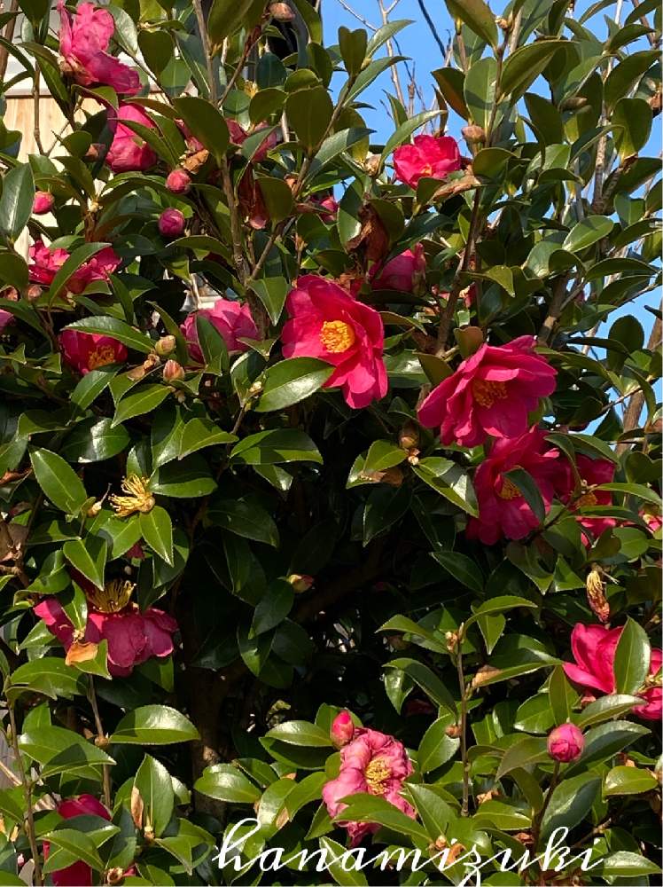 お出かけ先の画像 by ハナミズキさん | お出かけ先とコロナ撃退とつばきの花とiphone11で撮影