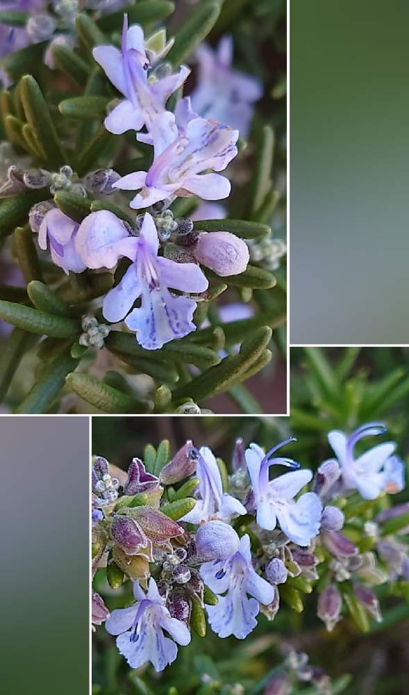 お出かけ先の画像 by カタカゴさん | お出かけ先とローズマリーと癒やされると青い冬の花2021と医療・介護の皆様に感謝と乗り切ろうコロナと素敵な花と春よ来い、早く来いとお花大好きとチーム・ブルーNo.024ときれいとがんばろう1.17とありがとう医療従事者の方々としあわせ運べるようにと可愛いと青い花マニアとチーム・ブルーと頑張ろう日本❣️