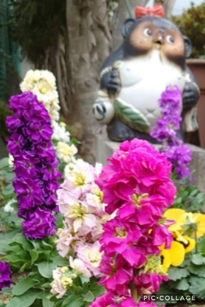 の画像 by トリトンさん | パンジーと八重咲きストックと青い冬の花2021とキュンキュン乙女倶楽部と医療・介護の皆様に感謝と花曜日と癒やされる♡と幸せの黄色いお花とキュンキュン乙女倶楽部No.183と黄色いお花大好き協会とかわいいとGS散歩☆世田谷と青い花マニアとチーム・ブルーとチーム・ブルーNo.009とタヌコの四季