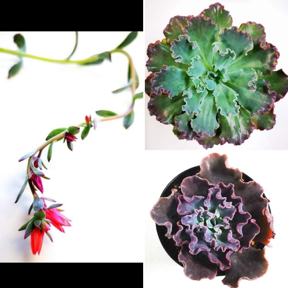 バルコニー/ベランダの画像 by eyeさん | バルコニー/ベランダとEcheveria 'Blue Curls'とbefore.とafter.とブルーカールズと☆eye☆フリル系とBromelia Gifu苗と☆eye☆エケベリア属とearth succulentsとブルーカールズ✨とブロメリアギフ産とBROMELIA GIFUとエケベリア属とFrank Reineltと海津市とWorld of Succulentsとフランク ライネルトと☆eye☆交配種と☆eye☆540とBromelia Gifuとブロメリアギフとギビフローラ×?とブルーカールと☆eye☆は行とデカベリア