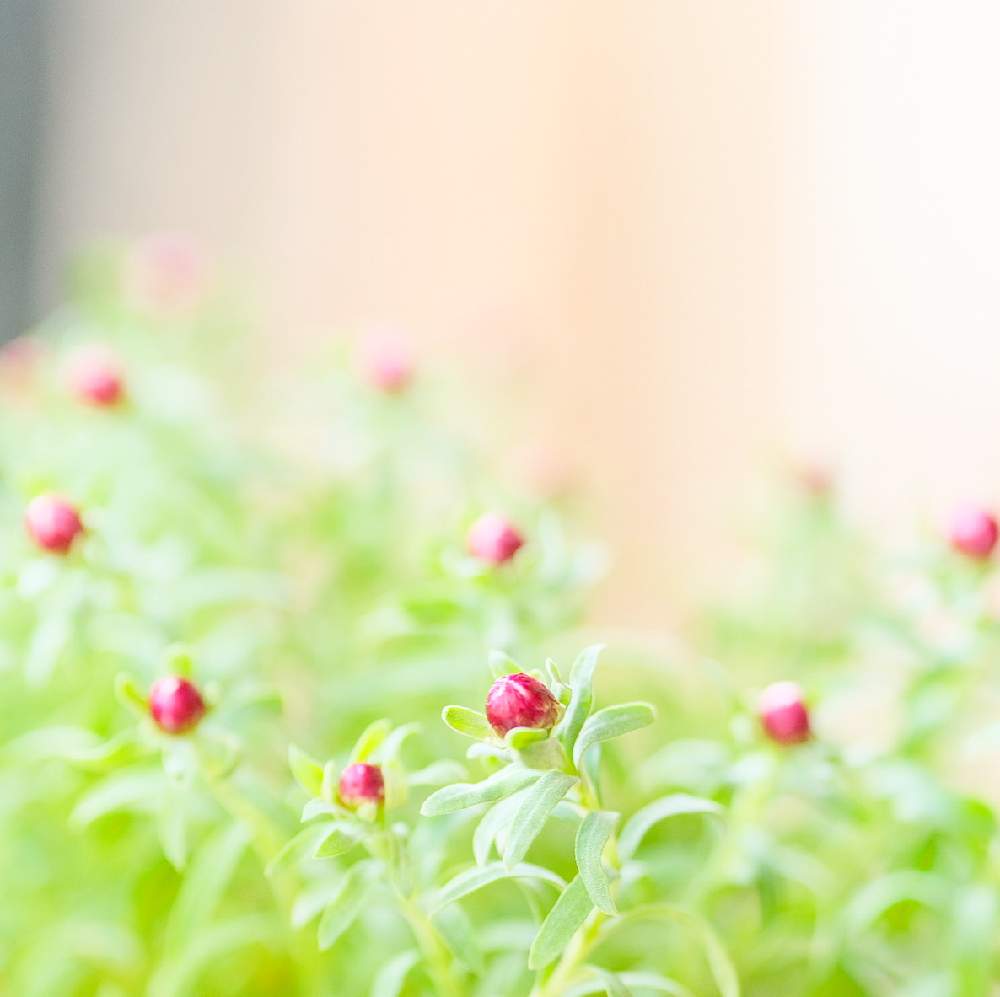 バルコニー/ベランダの画像 by おはぎさん | バルコニー/ベランダと花のある空間と癒しと花のある生活と癒され風景と花かんざし。と花のある暮らしとかわいいな♡と花は癒やし♡とやっぱり花が好き♡