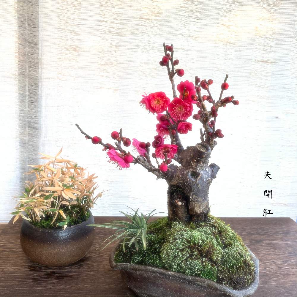 部屋の画像 by 美野美谷さん | 部屋と屋久島笹と紅梅の花とM's style bonsaiと紅梅八重 未開紅と斑入り 玉竜