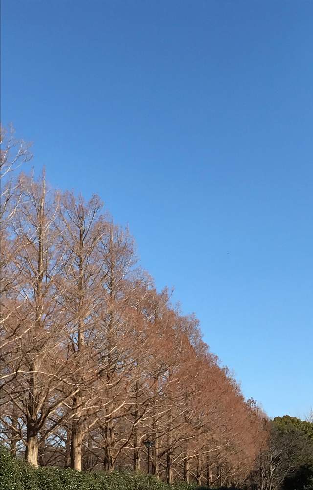 の画像 by メイさん | メタセコイアと冬の空と散歩と近所の公園