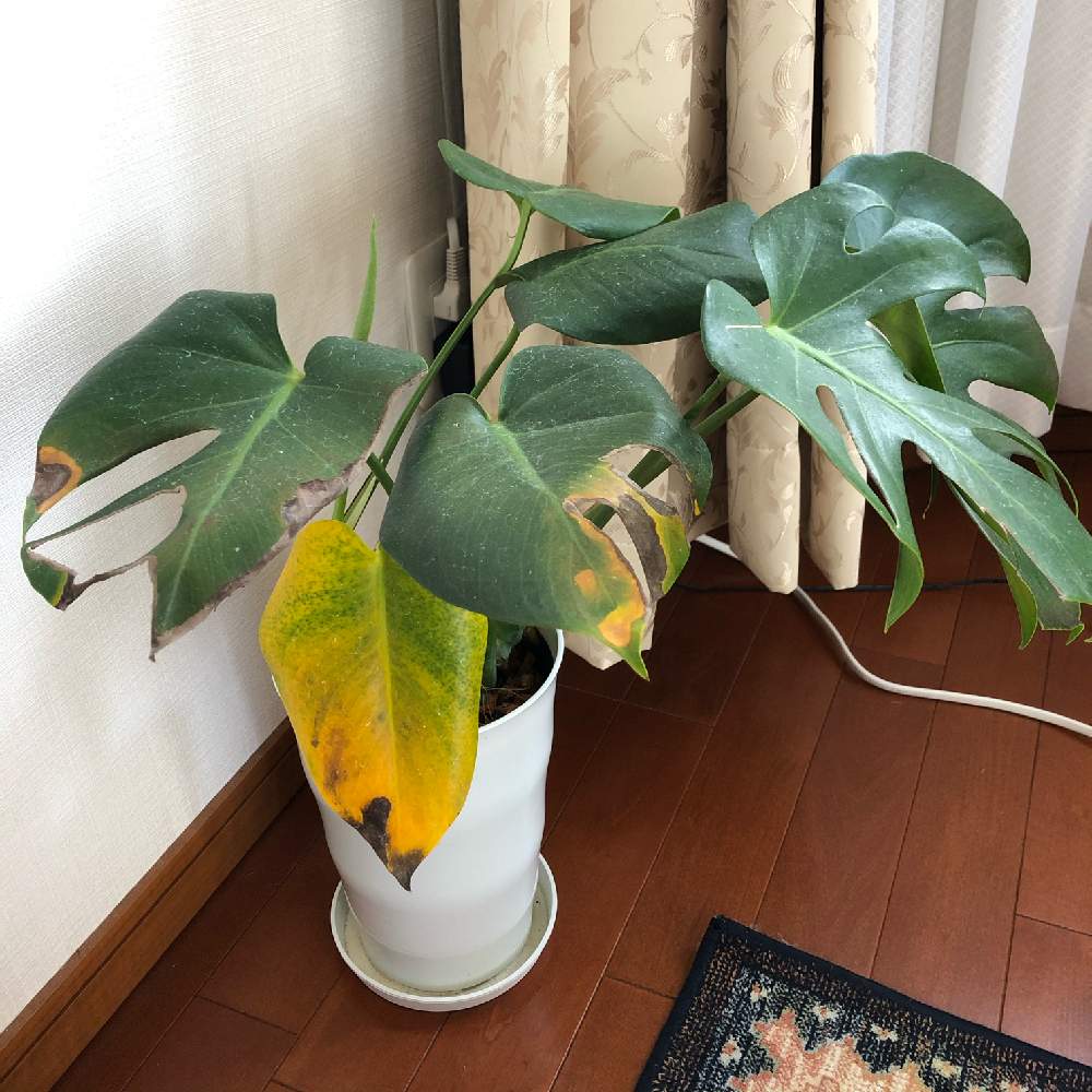 部屋の画像 by makinoさん | 部屋とモンステラとモンステラ属と葉が黄色になったと病気?と相談とモンステラ,とインテリアグリーン