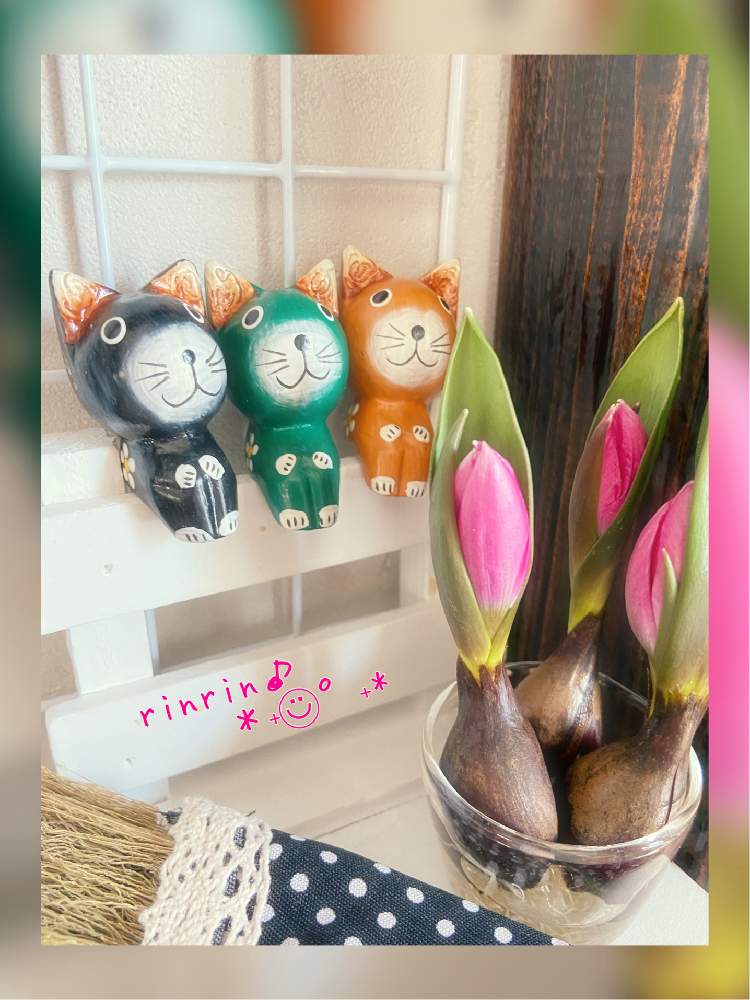 の画像 by rinrin♪さん | チューリップとミニミニチューリップと原種系チューリップ ブラックベースと原種チューリップとかわちいと木彫ニャンコ