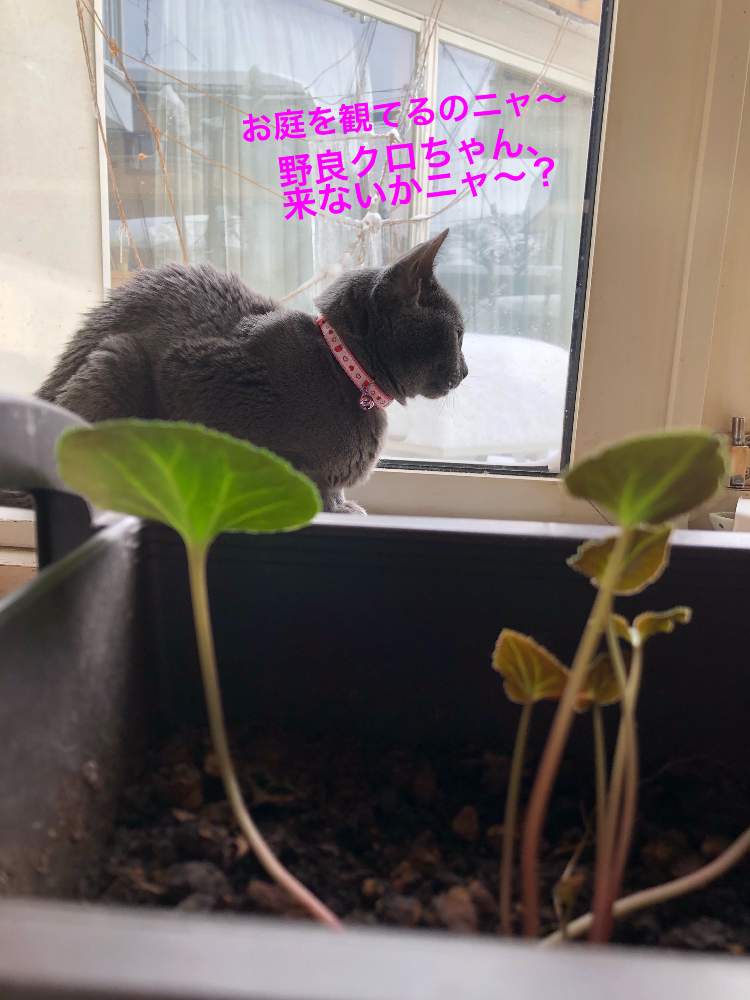 窓辺の画像 by ❤︎Hypnotic❤︎さん | 窓辺とガラス越しのお友達と種蒔き〜のシクラメンとロシアンブルー❤︎とお庭を眺めてますと雪降ったニャ〜とはるみ17歳と猫のいる暮らし