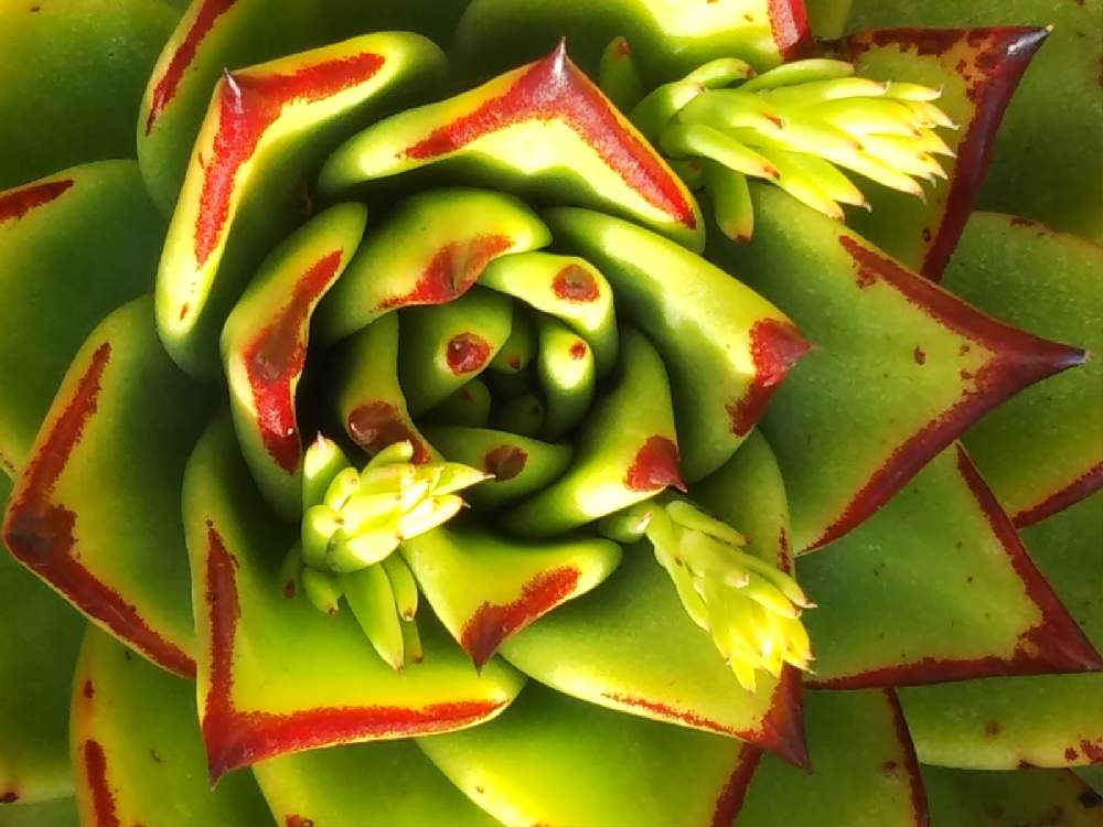 エクステリアの画像 by はははさん | エクステリアと多肉屋敷と多肉植物と観葉植物とエケベリア属とアガボイデス・レッドエッジと紅葉多肉とアガボイデス系と リップスティックとアガボイデス 魅惑の宵と群生派