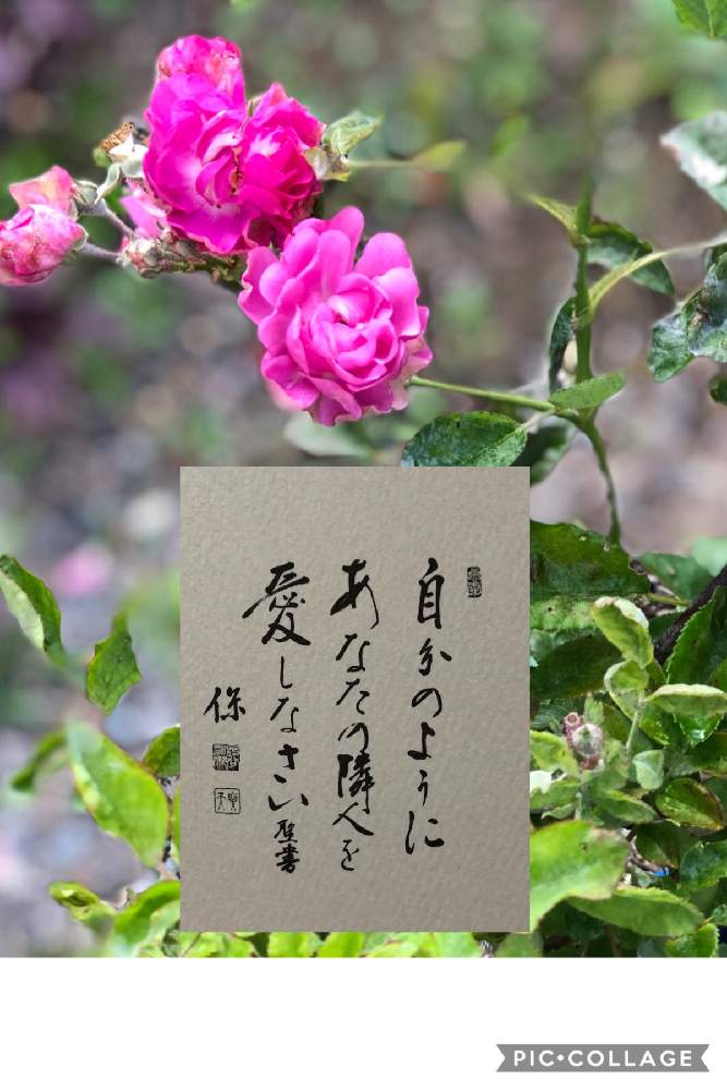小さな庭の画像 by みなっくまさん | 小さな庭とミニバラとあっ火曜日とコロナに負けるな!とバラが咲いた♫と花のある暮らしとチーム愛知