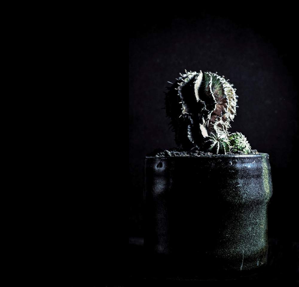 インテリアの画像 by taiyoさん | インテリアと多肉植物と観葉植物と植物のある暮らしとユーフォルビア科とコーデックスとお部屋と多肉植物と サボテンと植木鉢とアガベ属とパキポディウム -とうつわ