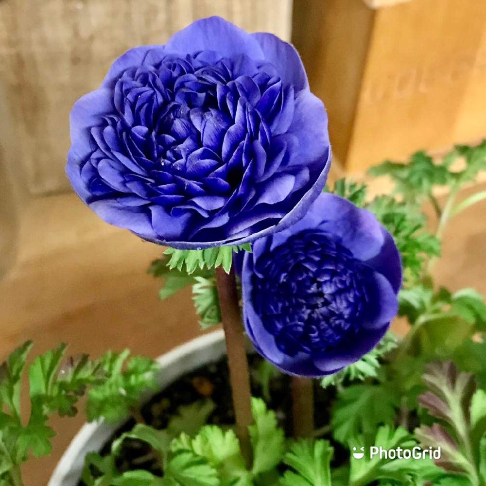キッチンの画像 by 週末だけ野良人ISOさん | キッチンとアネモネと家庭菜園と今日のお花と家庭菜園奮闘日記とチーム岐阜