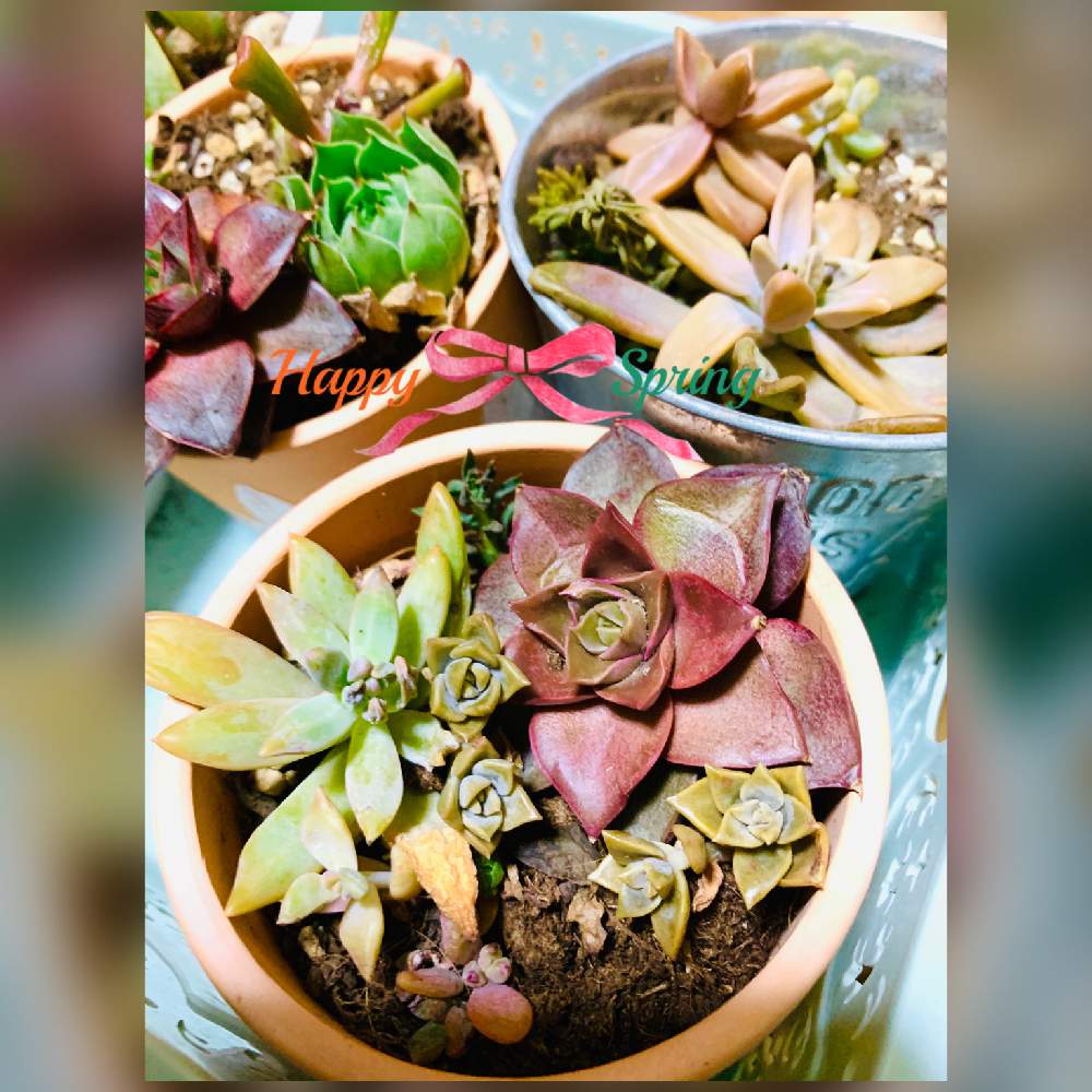 部屋の画像 by のばらさん | 部屋と多肉植物とありがとう❤️と癒しの多肉ちゃん♡とお疲れさまとコロナに負けるな!と癒し…♡と福島からのエール