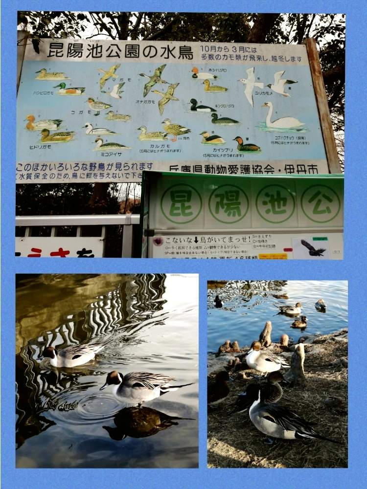 お出かけ先の画像 by ✨花鳥風月堂✨さん | お出かけ先と野鳥観察と水鳥とカモと昆陽池公園と野鳥と伊丹市