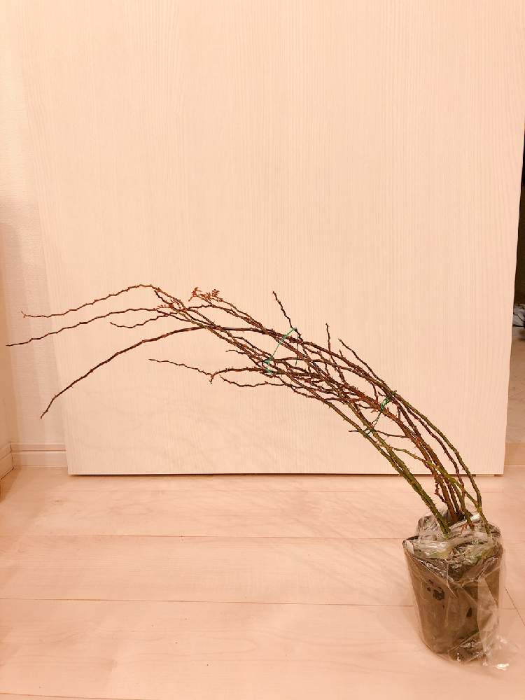 の画像 by まなあゆさん | ミニバラ夢乙女と夢乙女薔薇とばら バラ 薔薇と水曜ローズショーと薔薇 夢乙女とすてき…♡とミニツル薔薇.夢乙女と楽しみと花のある暮らしと薔薇♪とロザリアンと花が好きとはなのある暮らしと白とピンクの花