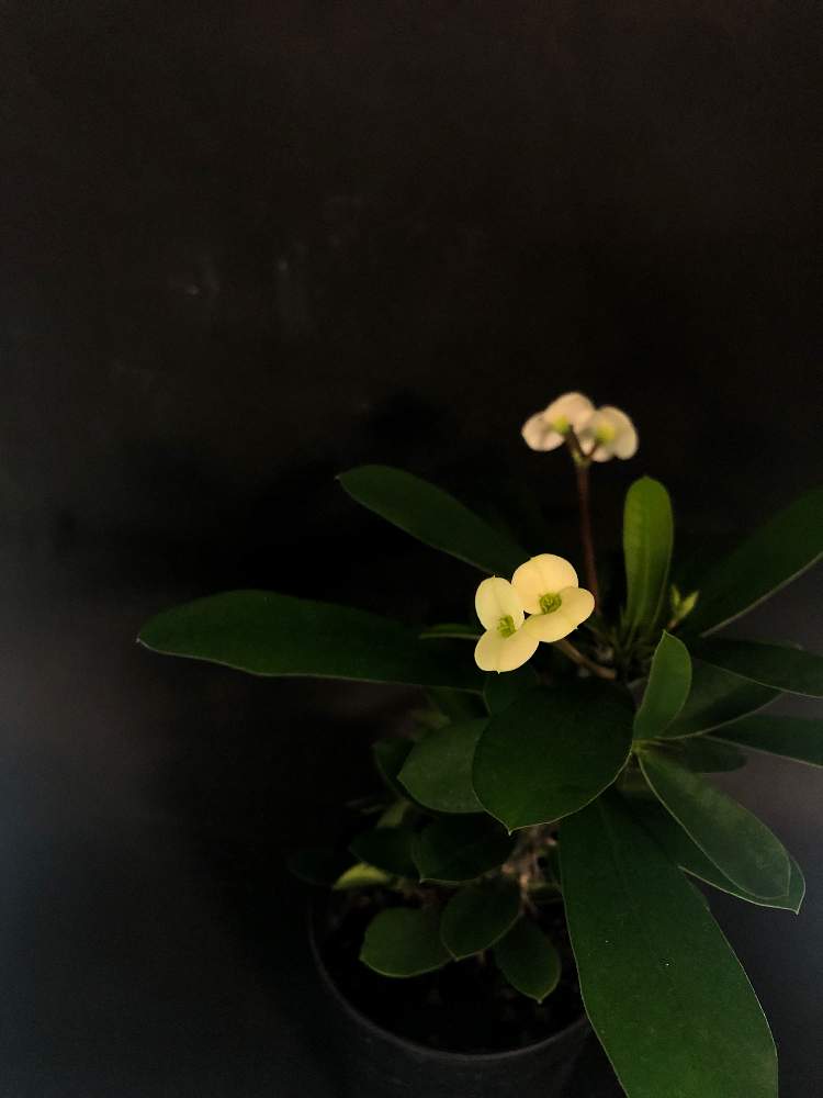 窓辺の画像 by hittyyさん | 窓辺と植物のある暮らしとハナキリン(花麒麟)と緑のある暮らしと棘好きと綺麗な緑❤とユーフォルビアと緑大好き❤