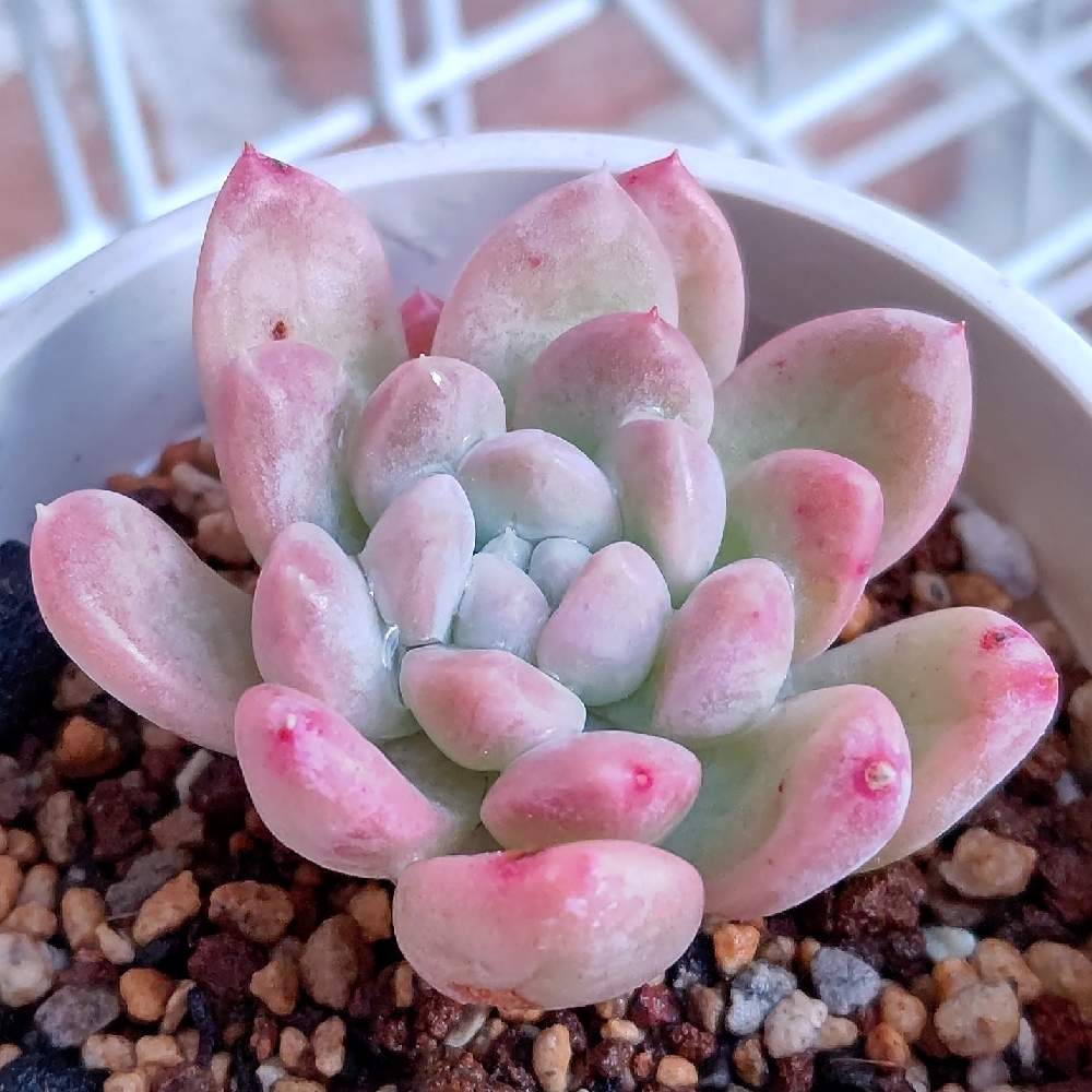 エントランスの画像 by Succulent so cute ♥さん | エントランスとヒューミリス×桃美人とHughmillus × Pachyphytum bracteosumとパキベリア属とcute ♥ パキベリとチーム大阪とno green no lifeとお気に入り~✴️とcute ♥️ ヒューミリス交配とスマホ撮影加工なしとsucculent so cute ♥️とチームグリーンとgreenとSucculent Lifeとcute ♥ ヒューミリス×桃美人とenjoy botanical life ♥️とso cute garden ♥️とGS萌え~✴️と多肉コレクション♥と葉っぱlove♥と冬の多肉ちゃんとsucculentとsucculent love ♥
